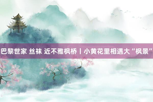 巴黎世家 丝袜 近不雅枫桥丨小黄花里相遇大“枫景”